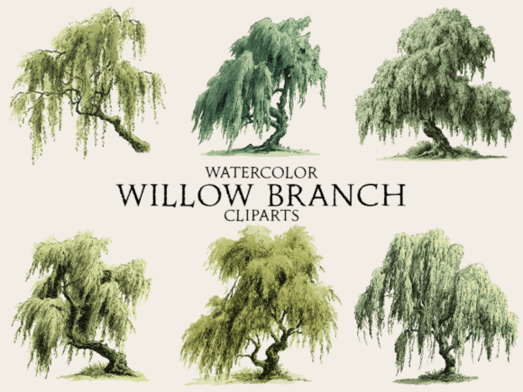 Download Watercolor Willow Branch Clipart - Watercolor Collection